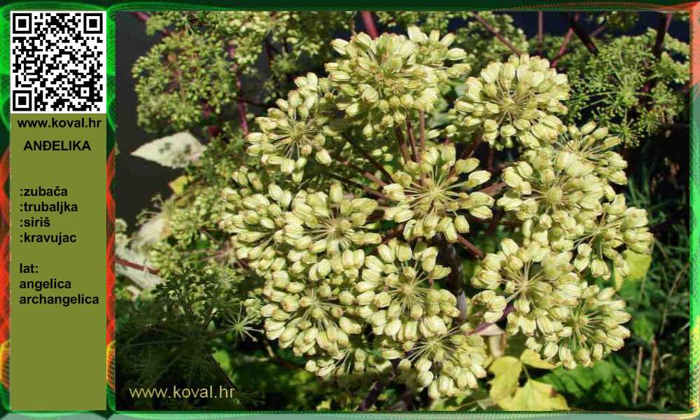 ljekovito bilje